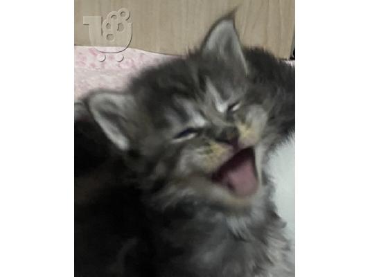 Γατάκια Maine Coon